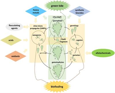 Chemical Prevention and Control of the Green Tide and Fouling Organism Ulva: Key Chemicals, Mechanisms, and Applications